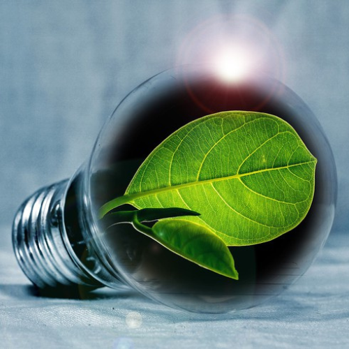 Lightbulb with leaves inside